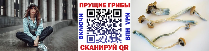 Псилоцибиновые грибы Psilocybine cubensis Гусиноозёрск